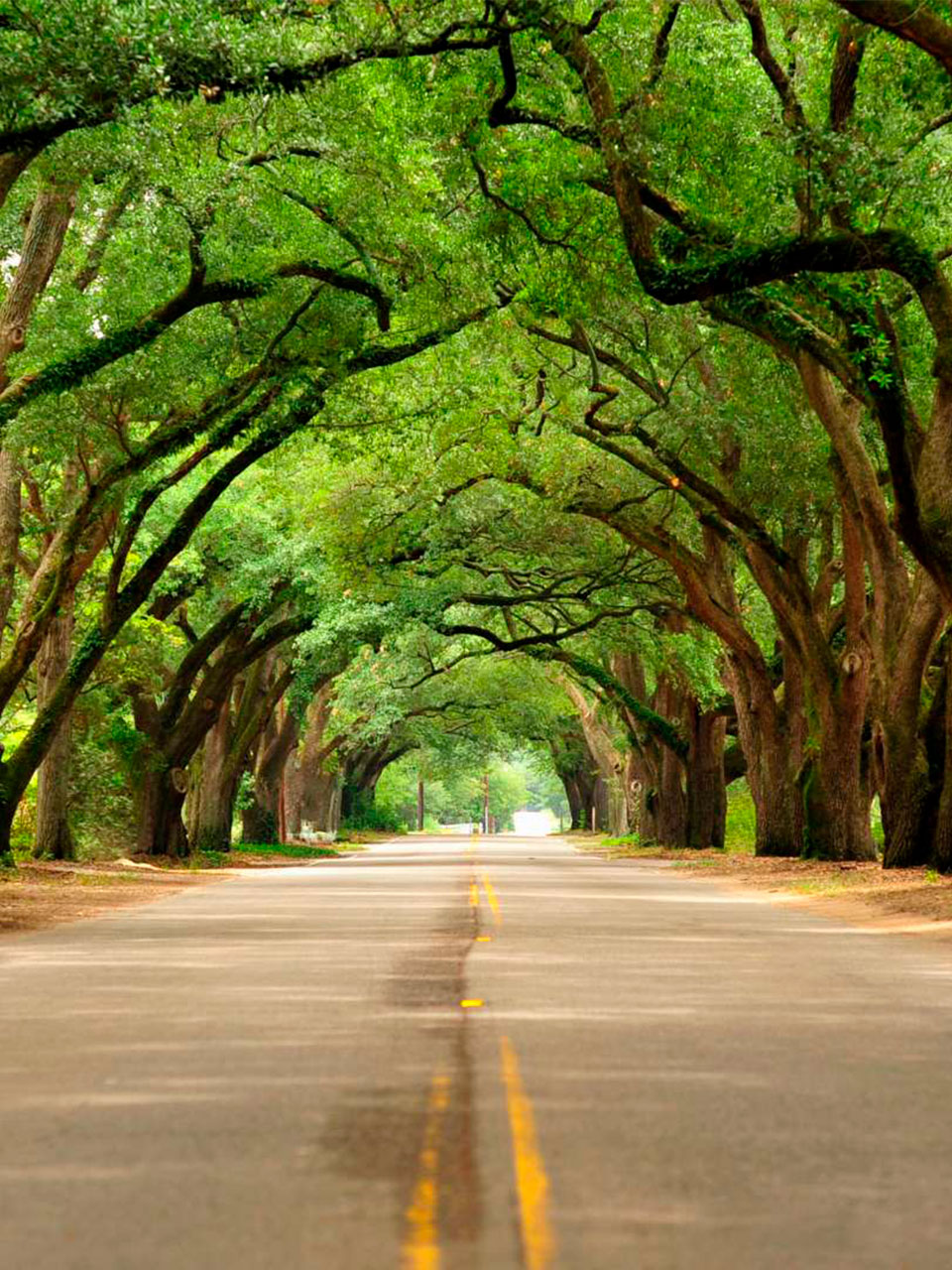 árboles carretera