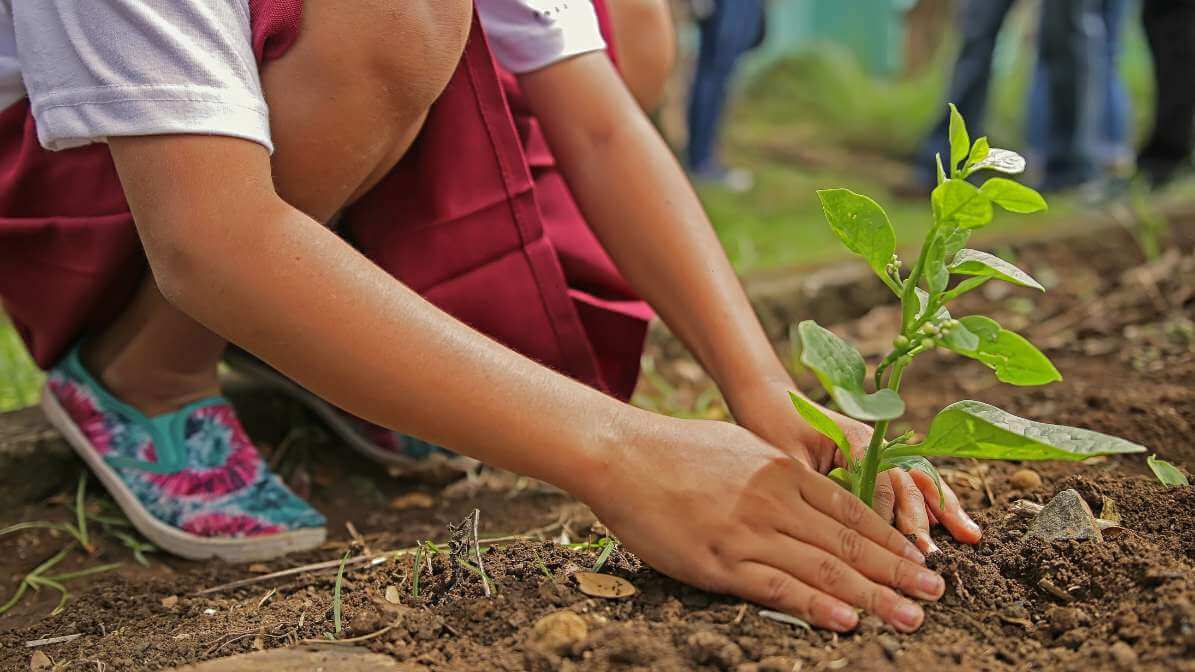 Apadrina un árbol