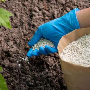 Cómo fertilizar el suelo